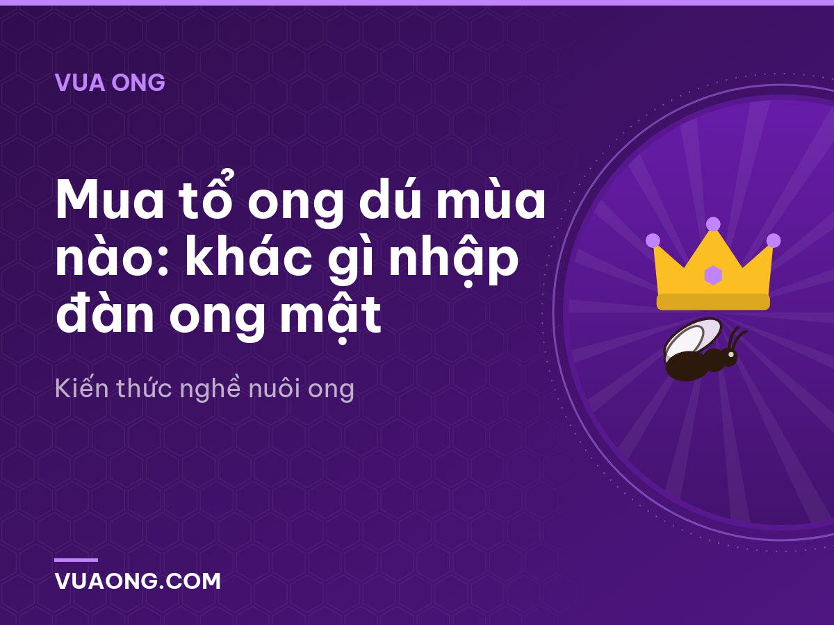Mua tổ ong dú mùa nào: khác gì nhập đàn ong mật